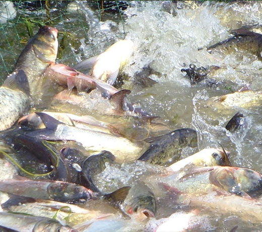 湖北胖頭魚廠家