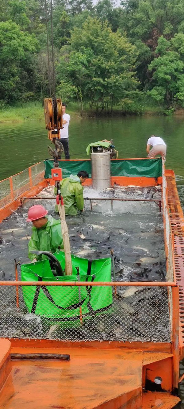 萬灣湖胖頭魚