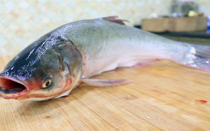 湖北胖頭魚廠家