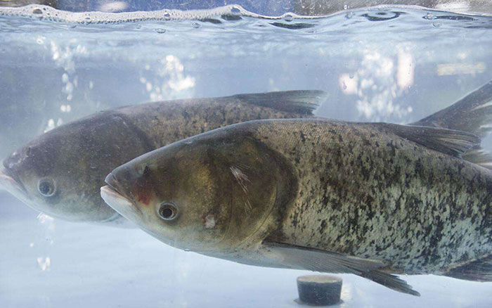 湖北胖頭魚(yú)廠家